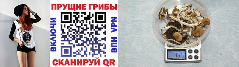 Галлюциногенные грибы Psilocybine cubensis  Купить закладки  Трубчевск 